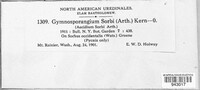 Image of Gymnosporangium sorbi